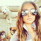 New Pilot Sunglasses